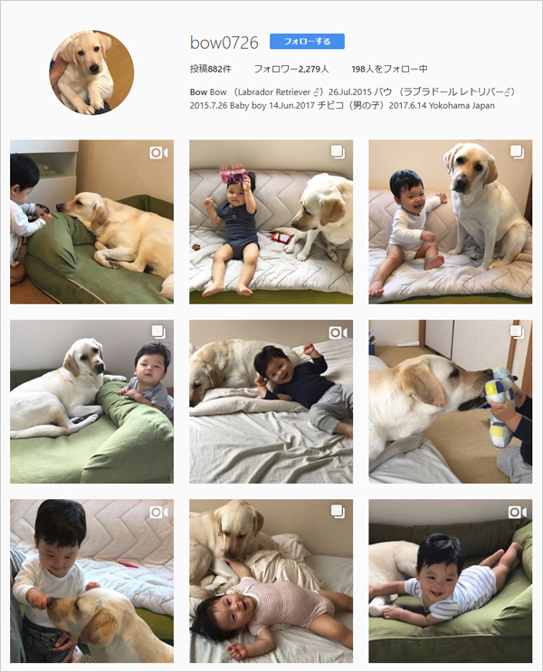 【いぬねこ うちのこ。】一葉くん（1歳）とラブラドールのバウ／りーこさんち