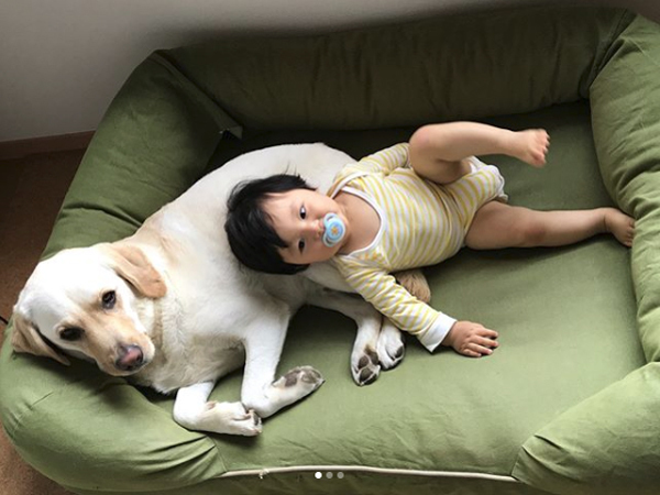 【いぬねこ うちのこ。】一葉くん（1歳）とラブラドールのバウ／りーこさんち