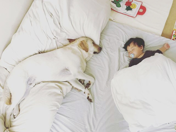 【いぬねこ うちのこ。】一葉くん（1歳）とラブラドールのバウ／りーこさんち