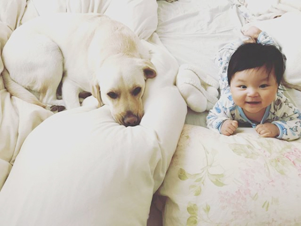 【いぬねこ うちのこ。】一葉くん（1歳）とラブラドールのバウ／りーこさんち