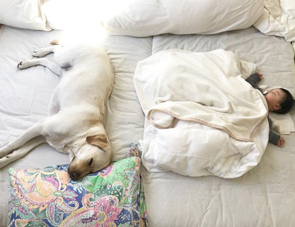 【いぬねこ うちのこ。】一葉くん（1歳）とラブラドールのバウ／りーこさんち