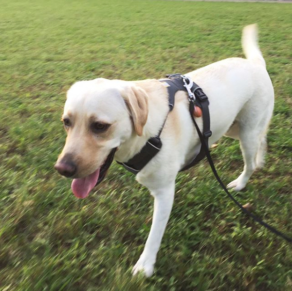 【いぬねこ うちのこ。】一葉くん（1歳）とラブラドールのバウ／りーこさんち