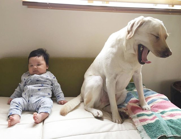 【いぬねこ うちのこ。】一葉くん（1歳）とラブラドールのバウ／りーこさんち