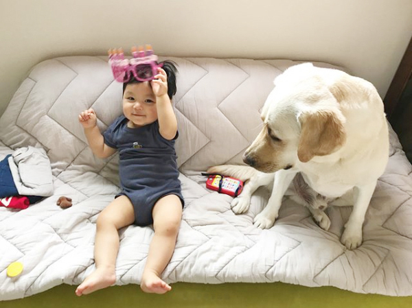 【いぬねこ うちのこ。】一葉くん（1歳）とラブラドールのバウ／りーこさんち