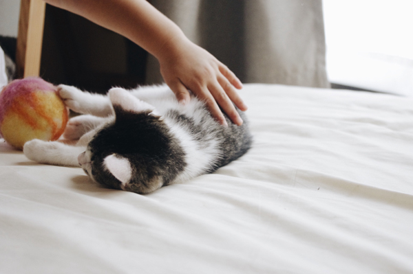 【いぬねこ うちのこ。】みちかちゃん（7歳）かほちゃん（5歳）と猫のコモン／やまがたゆりかさん