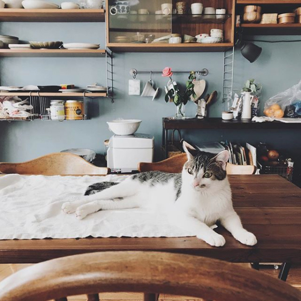 【いぬねこ うちのこ。】みちかちゃん（7歳）かほちゃん（5歳）と猫のコモン／やまがたゆりかさん