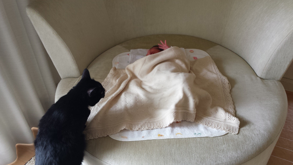 【いぬねこ うちのこ。】おくちがハートの猫サリーと小さな姉弟たち／かねこかなえさん