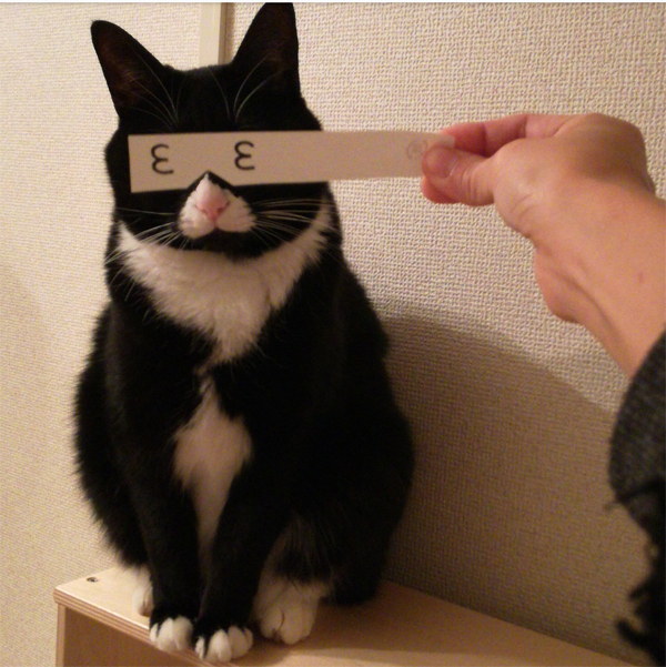 【いぬねこ うちのこ。】おくちがハートの猫サリーと小さな姉弟たち／かねこかなえさん