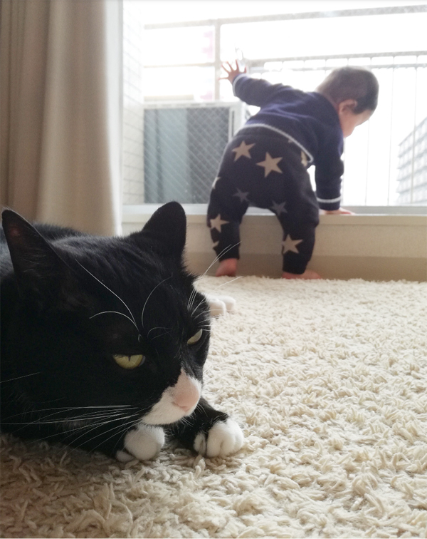 【いぬねこ うちのこ。】おくちがハートの猫サリーと小さな姉弟たち／かねこかなえさん