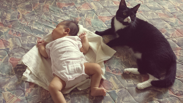 【いぬねこ うちのこ。】おくちがハートの猫サリーと小さな姉弟たち／かねこかなえさん