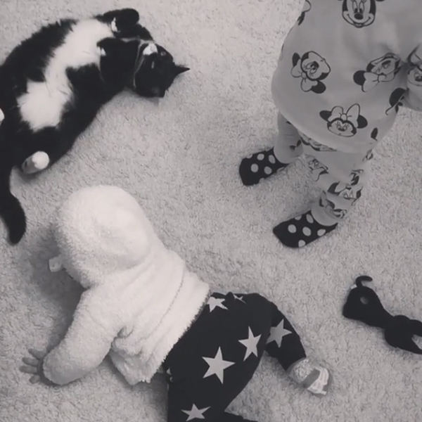 【いぬねこ うちのこ。】おくちがハートの猫サリーと小さな姉弟たち／かねこかなえさん