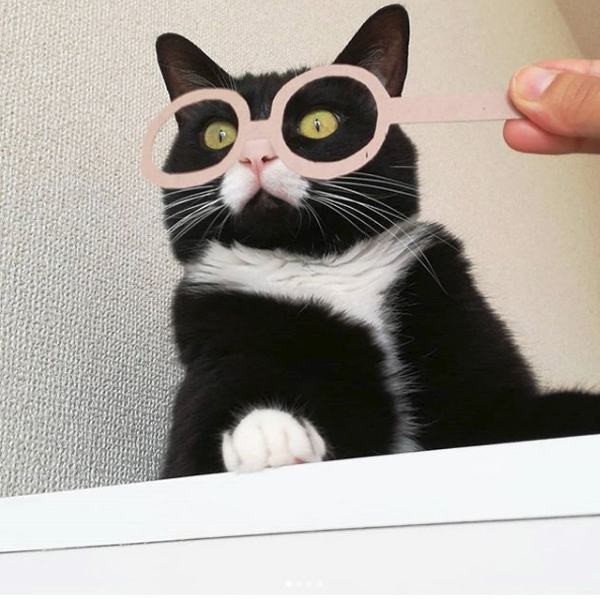 【いぬねこ うちのこ。】おくちがハートの猫サリーと小さな姉弟たち／かねこかなえさん