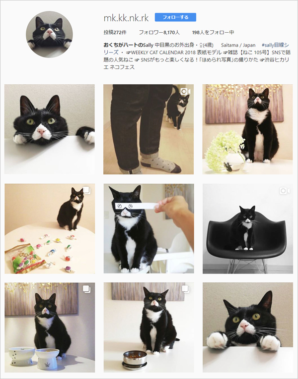 【いぬねこ うちのこ。】おくちがハートの猫サリーと小さな姉弟たち／かねこかなえさん