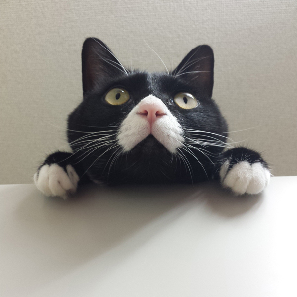 【いぬねこ うちのこ。】おくちがハートの猫サリーと小さな姉弟たち／かねこかなえさん