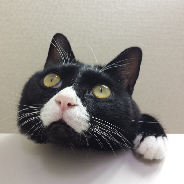 【いぬねこ うちのこ。】おくちがハートの猫サリーと小さな姉弟たち／かねこかなえさん