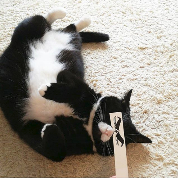 【いぬねこ うちのこ。】おくちがハートの猫サリーと小さな姉弟たち／かねこかなえさん