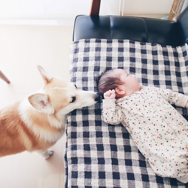 【いぬねこ うちのこ。】ようくん（3歳）とコーギーのニナちゃん／camiさん