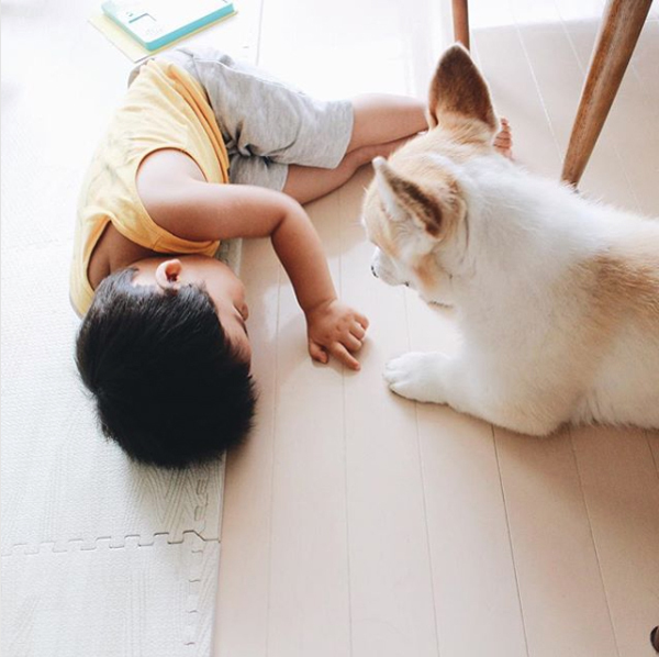 【いぬねこ うちのこ。】ようくん（3歳）とコーギーのニナちゃん／camiさん