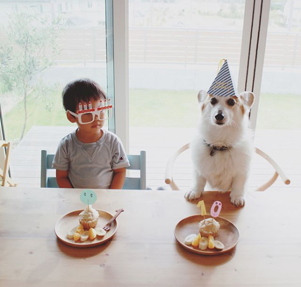 【いぬねこ うちのこ。】ようくん（3歳）とコーギーのニナちゃん／camiさん