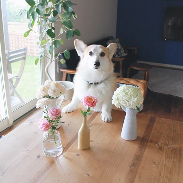 【いぬねこ うちのこ。】ようくん（3歳）とコーギーのニナちゃん／camiさん