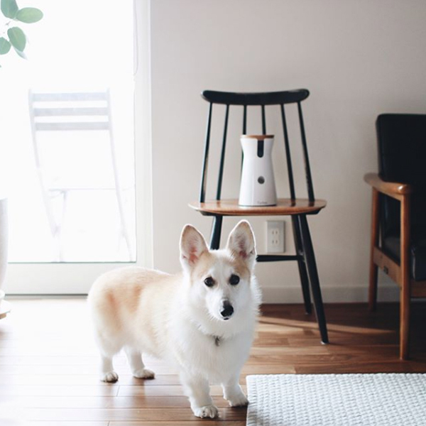 【いぬねこ うちのこ。】ようくん（3歳）とコーギーのニナちゃん／camiさん