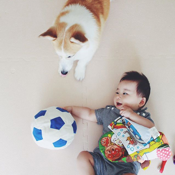 【いぬねこ うちのこ。】ようくん（3歳）とコーギーのニナちゃん／camiさん