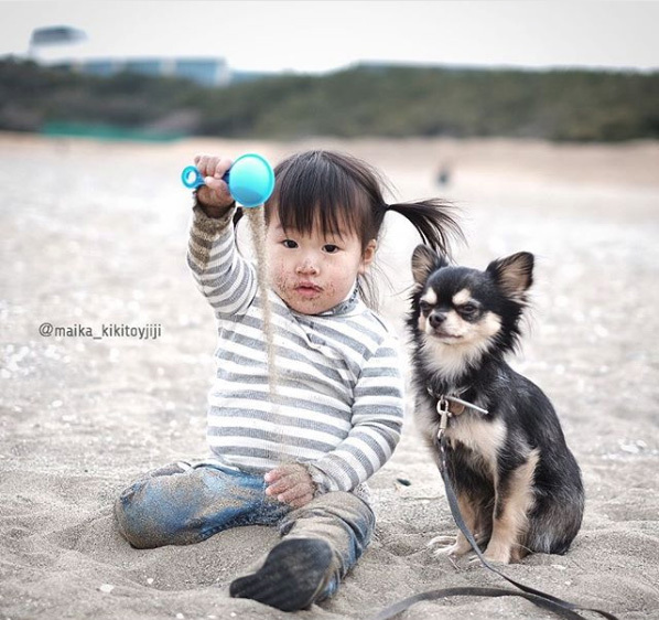 【いぬねこ うちのこ。】こなつちゃん（2歳）と３匹のチワワたち ／maikaさん