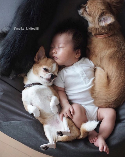 【いぬねこ うちのこ。】こなつちゃん（2歳）と３匹のチワワたち ／maikaさん