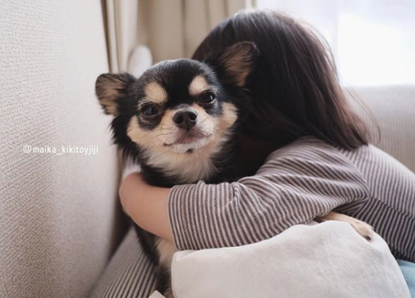 【いぬねこ うちのこ。】こなつちゃん（2歳）と３匹のチワワたち ／maikaさん