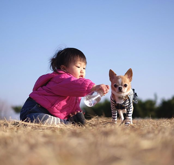 【いぬねこ うちのこ。】こなつちゃん（2歳）と３匹のチワワたち ／maikaさん