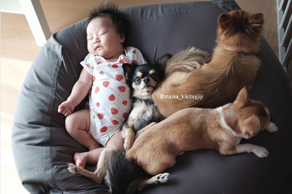 【いぬねこ うちのこ。】こなつちゃん（2歳）と３匹のチワワたち ／maikaさん