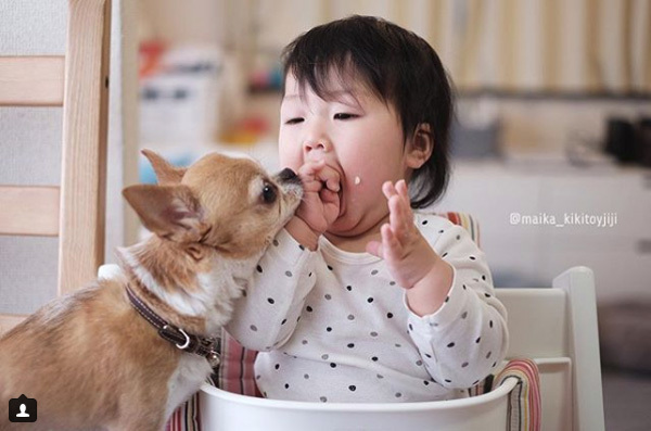 【いぬねこ うちのこ。】こなつちゃん（2歳）と３匹のチワワたち ／maikaさん