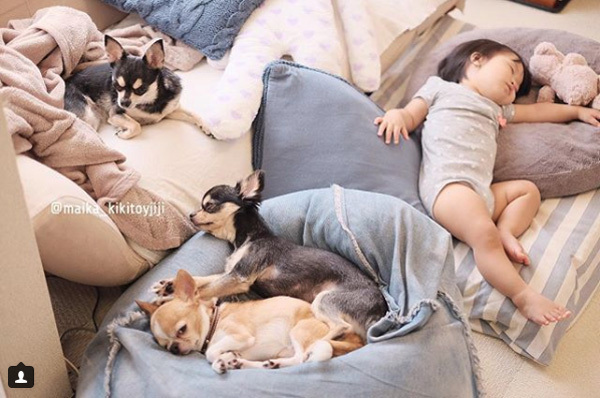 【いぬねこ うちのこ。】こなつちゃん（2歳）と３匹のチワワたち ／maikaさん