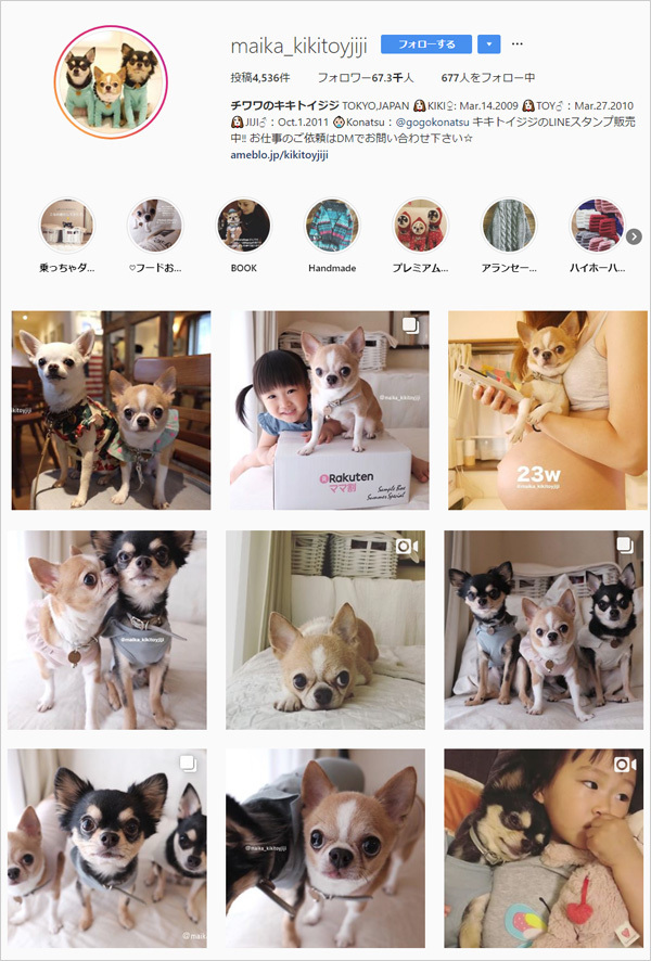 【いぬねこ うちのこ。】こなつちゃん（2歳）と３匹のチワワたち ／maikaさん