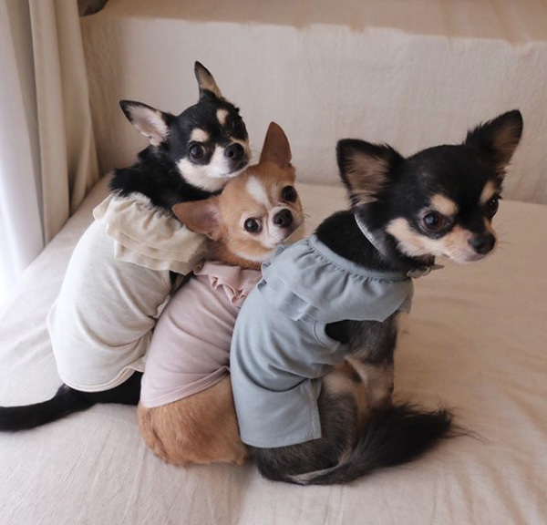 【いぬねこ うちのこ。】こなつちゃん（2歳）と３匹のチワワたち ／maikaさん