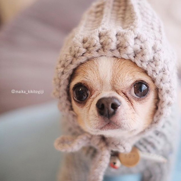 【いぬねこ うちのこ。】こなつちゃん（2歳）と３匹のチワワたち ／maikaさん