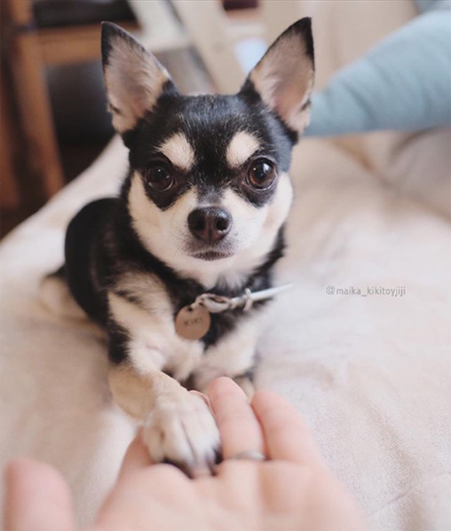 【いぬねこ うちのこ。】こなつちゃん（2歳）と３匹のチワワたち ／maikaさん