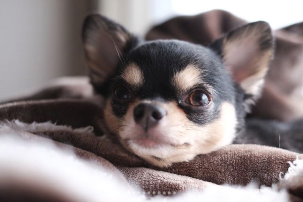 【いぬねこ うちのこ。】こなつちゃん（2歳）と３匹のチワワたち ／maikaさん