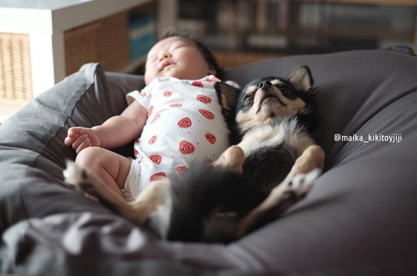 【いぬねこ うちのこ。】こなつちゃん（2歳）と３匹のチワワたち ／maikaさん