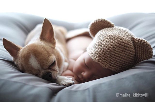 【いぬねこ うちのこ。】こなつちゃん（2歳）と３匹のチワワたち ／maikaさん