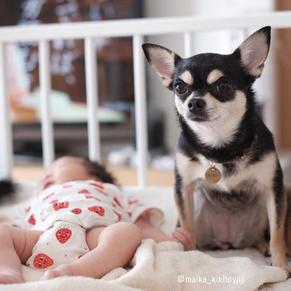 【いぬねこ うちのこ。】こなつちゃん（2歳）と３匹のチワワたち ／maikaさん