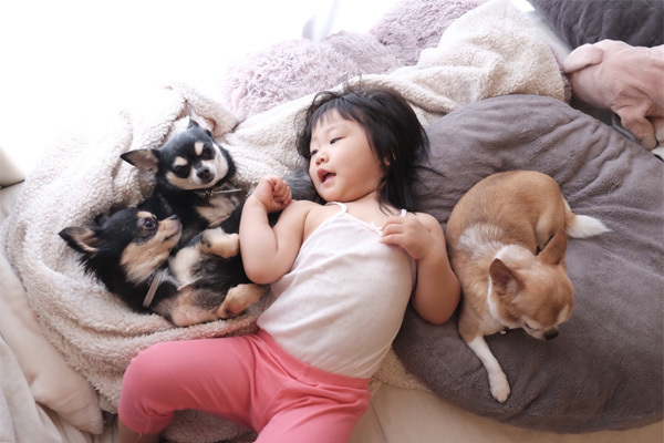 【いぬねこ うちのこ。】こなつちゃん（2歳）と３匹のチワワたち ／maikaさん