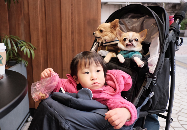 【いぬねこ うちのこ。】こなつちゃん（2歳）と３匹のチワワたち ／maikaさん