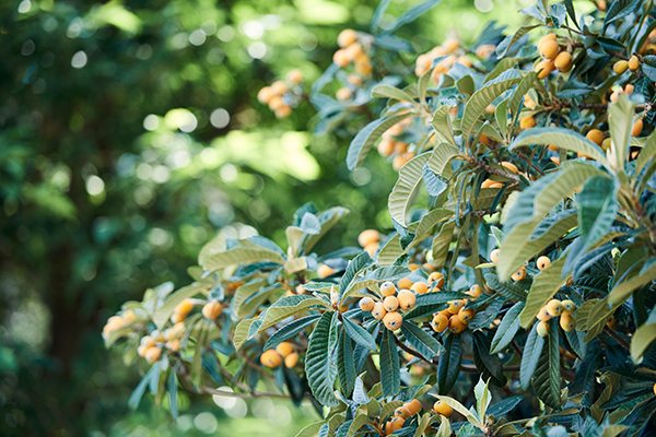 夏の子どもの皮膚トラブル　手作り「ビワの葉スプレー」で優しくケア