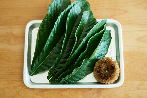 夏の子どもの皮膚トラブル　手作り「ビワの葉スプレー」で優しくケア