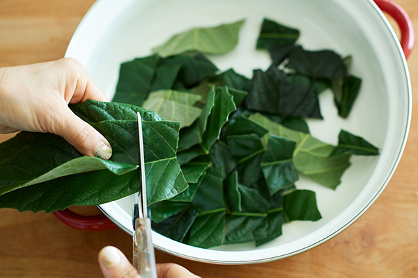 夏の子どもの皮膚トラブル　手作り「ビワの葉スプレー」で優しくケア