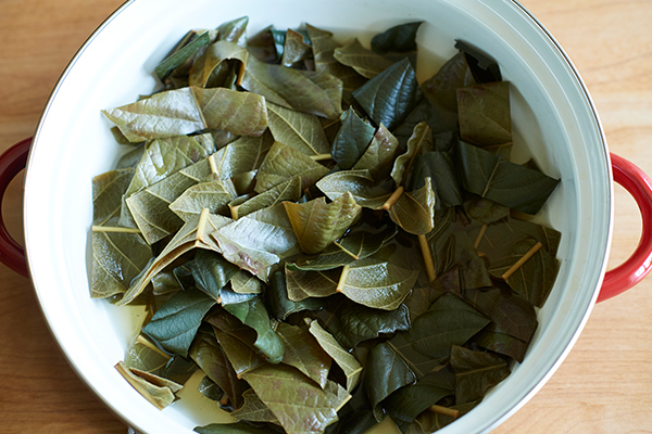 夏の子どもの皮膚トラブル　手作り「ビワの葉スプレー」で優しくケア