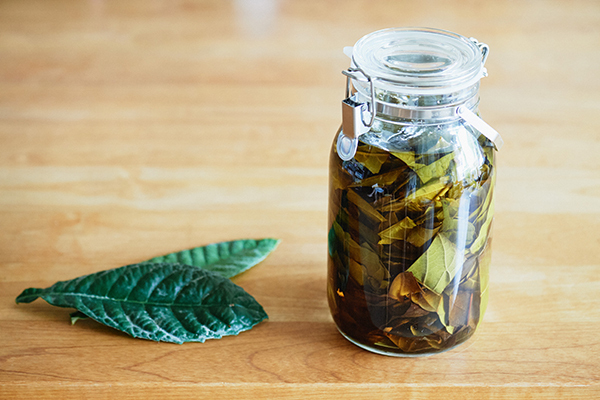 夏の子どもの皮膚トラブル　手作り「ビワの葉スプレー」で優しくケア