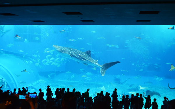 赤ちゃん連れ旅行あるある「リゾート地でトラブル遭遇？」おすすめ回避術【現地編】