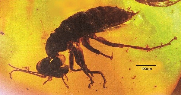 日本初公開の 琥珀に閉じ込められた 「絶滅目の昆虫」